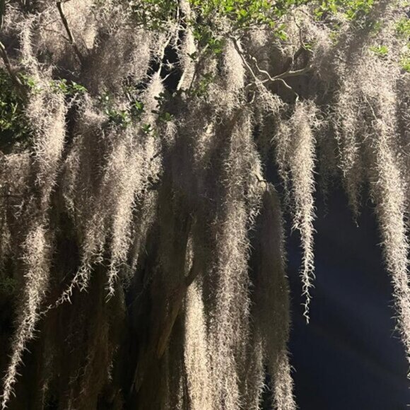 Alabama Spanish Moss ( the same stuff you see in Florida!) - Picture 6 of 7